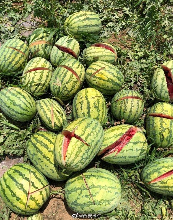 2000個西瓜被砍爛 兩三萬斤西瓜突遭滅頂之災 瓜農(nóng)欲哭無淚