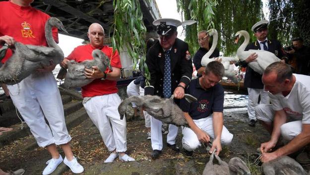 英國王室鵝口普查 800年歷史傳統只為女王服務