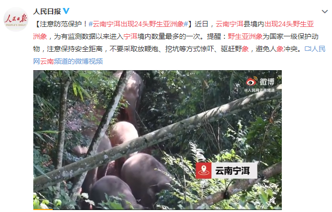 云南寧洱出現24頭野生亞洲象 注意保持安全距離避免人象沖突